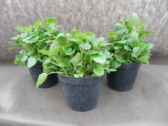 Meduňka - Melissa officinalis.