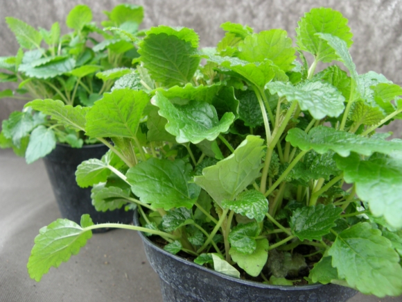 Meduňka - Melissa officinalis.