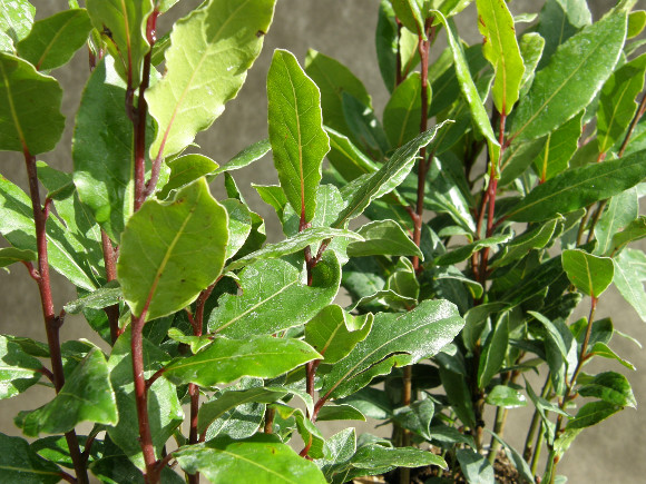 Bobkový list - Laurus nobilis.