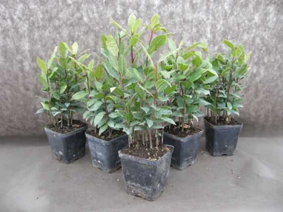 Bobkový list - Laurus nobilis.