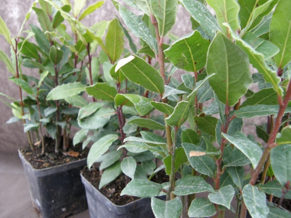 Bobkový list - Laurus nobilis.