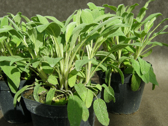 Šalvěj - Salvia officinalis.