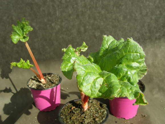 Reveň kadeřavá - Rheum rhabarbarum - lidově Rebarbora.