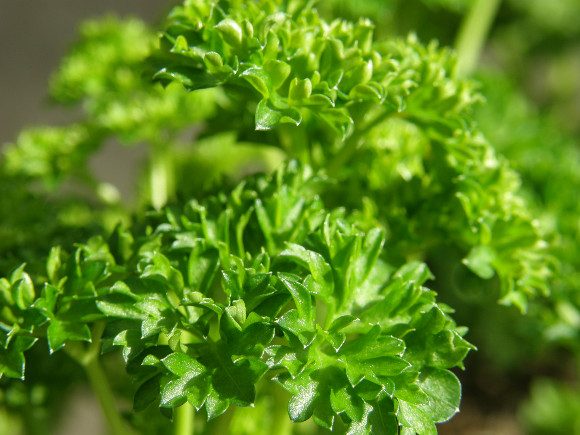 Petržel listová - Petroselium crispum - lidově kudrnka.