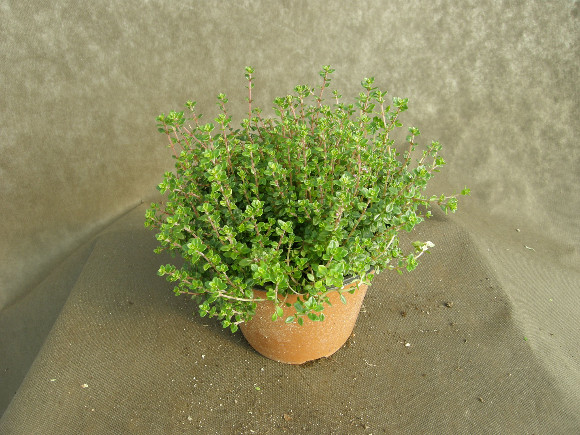 Mateřídouška - Thymus.