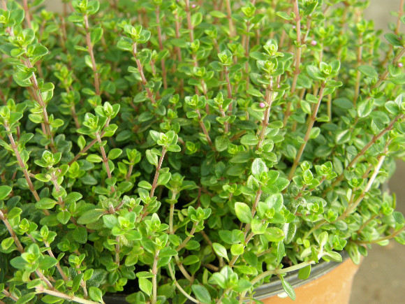 Mateřídouška - Thymus.