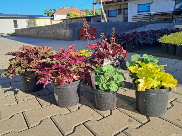 Dužichy (Heuchera hybrida) v prodeji
