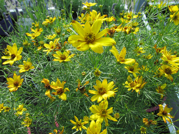 Coreopsis verticillata Zagreb – krásnoočko