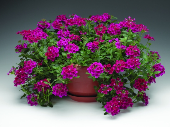 Verbena hybrida var. Lanai