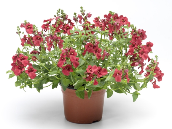 Diascia barberae - hledíkovka