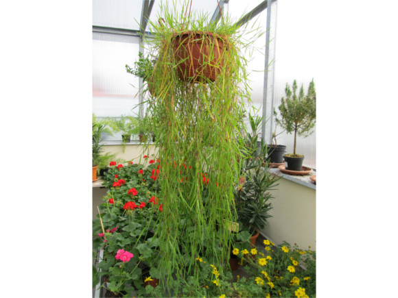 Agrostis stolonifera - Okrasný bambus